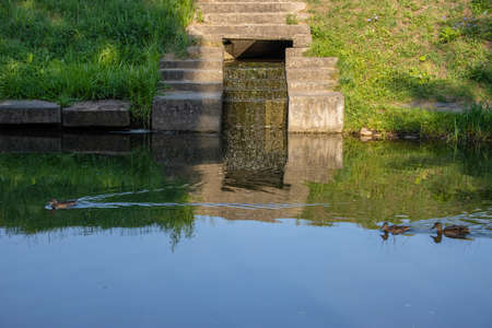 Concrete sewage on a city river. Ducks are floating on the water near the drainの写真素材