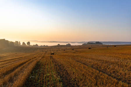Landscape of a large mown agricultural wheat field with bales of straw lying on the ground at...