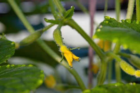 Close up of delicate yellow cucumber ovary flower with dew dropsの写真素材