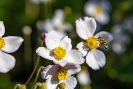The bee collects nectar from delicate white flowers, but a dangerous flower spider lurks in ambush...