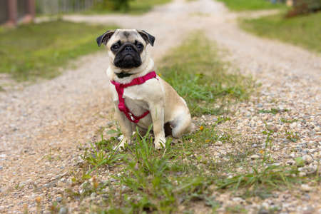 A cute pug puppy in a collar and with red harnesses sits on a dirt roadの写真素材