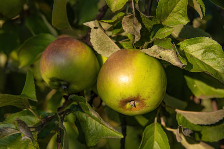 A pair of juicy ripe green apples growing on an apple tree branch in the garden in the early morningの写真素材