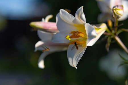 Hoverflies feast on sweet nectar on a delicate white lily flowerの写真素材