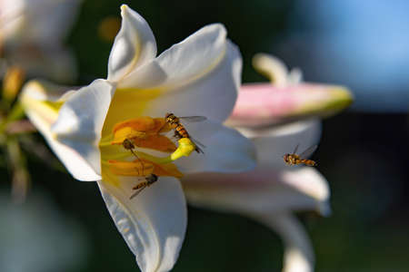 Hoverflies feast on sweet nectar on a delicate white lily flowerの写真素材
