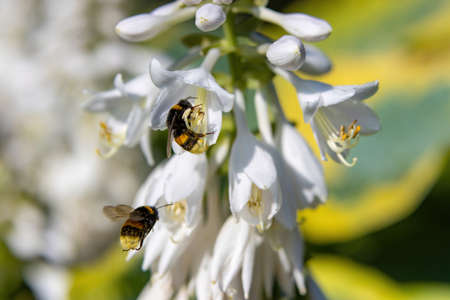 Bumblebees feast on sweet nectar and pollinate the delicate white flowers of the ornamental Hosta plantの写真素材