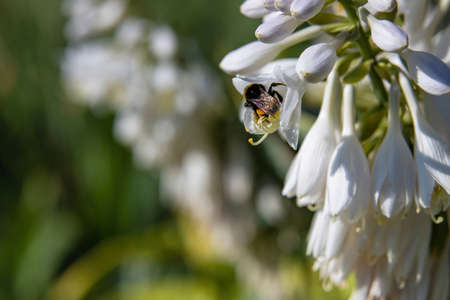 Bumblebee collects nectar from delicate white flowers