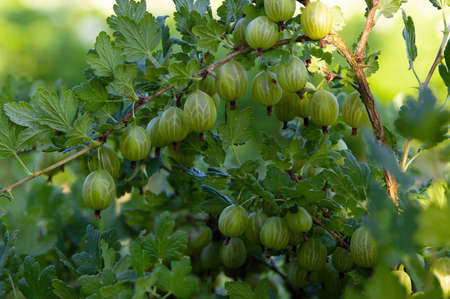 Gooseberry bush with ripe juicy sweet green berriesの写真素材