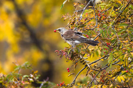 The fieldfare is sitting on a rowan branch with a ripe red rowan berry in its beak. Wild bird on a bright colorful autumn nature.の写真素材