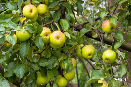 Juicy ripe sweet red-green apples growing on a branch in an orchardの写真素材