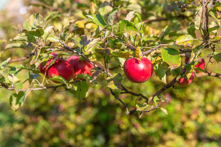 Juicy ripe sweet red apples growing on a branch in a sunny orchardの写真素材