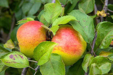 Juicy ripe sweet red-green apples growing on a branch in an orchardの写真素材