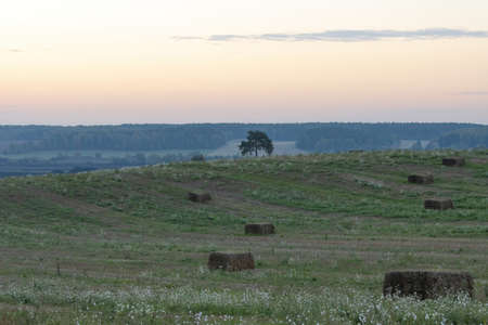 Tranquil rural landscape at sunrise. Green fields with bales of straw, a lonely tree and a forest on the horizon.の写真素材