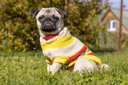 Pug in bright clothes with a red collar sits on green grass in a sunny gardenの写真素材