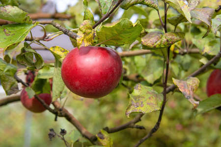 Juicy ripe sweet red apple growing on a branch in a sunny orchardの写真素材