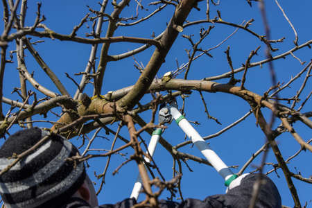 Pruning extra shoots and branches of an apple tree in early spring against a blue sky