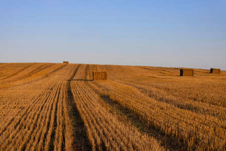 Ukrainian rural landscape. Harvested wheat field with bales of straw under blue skyの写真素材