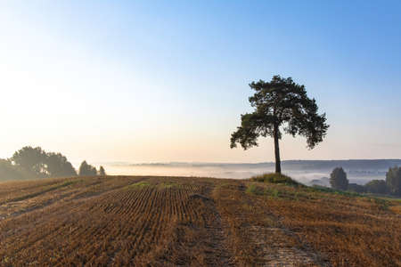 Rural landscape. Hill on a field with a lone tree over a misty valley in the early morning.の写真素材