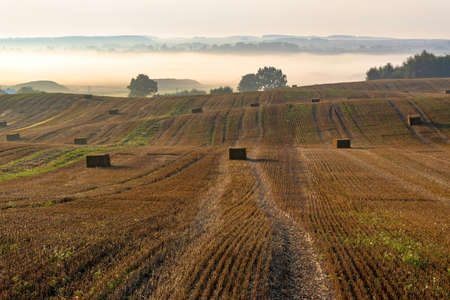 Agricultural field with harvested wheat and bales of straw in early colorful morning in foggy countrysideの写真素材