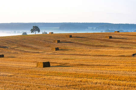 Colorful agricultural field with harvested wheat, straw bales and foggy forest on the horizonの写真素材
