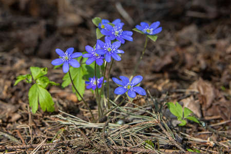 Close-up of the first beautiful spring forest blue flowers appearing after the snow melts in early springの写真素材