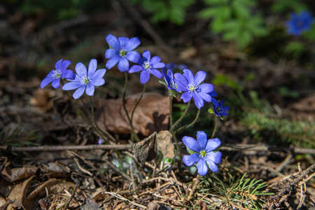 Close-up of the first beautiful spring forest flowers appearing after the snow melts in early springの写真素材