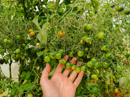 Farmer inspecting ripening cherry tomato crop in greenhouseの写真素材
