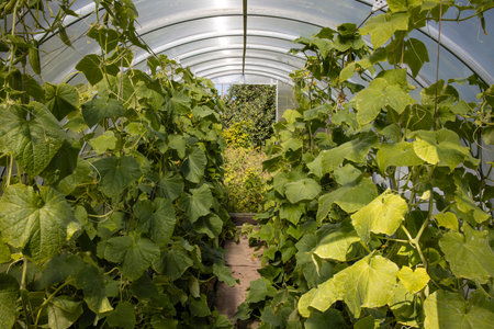 Arched polycarbonate greenhouse with a lot of ripening organic cucumbers