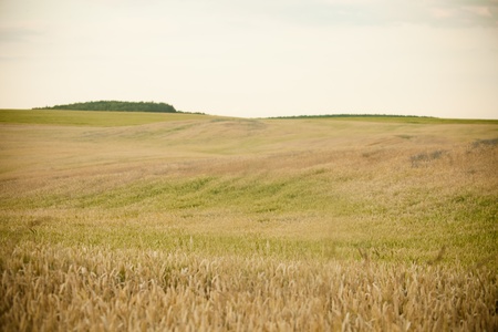 field of rye