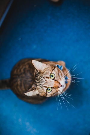 cat looking upの写真素材
