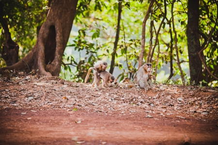 mating monkeys