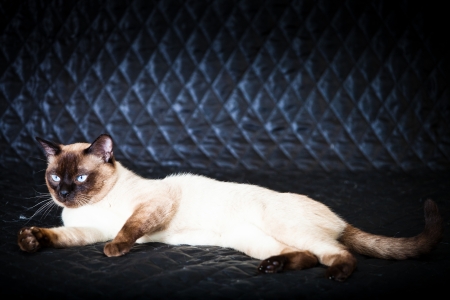 Thai catの写真素材