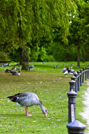 Hungry goose having lots of grassの写真素材