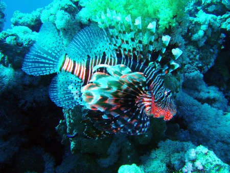 Beautiful small fish under a rock. Underwater shooting    