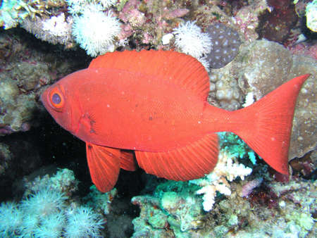 Red Small fish under a rock. Underwater shooting in the sea