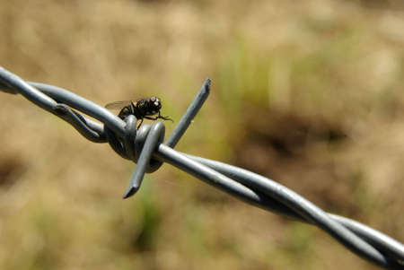 Fly on a barbed wire rubbing its hands.の写真素材