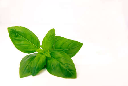 Close-up view of fresh basil over a white backgroundの写真素材
