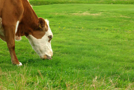 Portrait of a cow eating herb on a green background. Focus on eyes.の写真素材