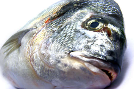 Sea bream portraitの写真素材