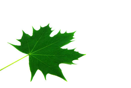View of a Maple leaf over a white background.の写真素材