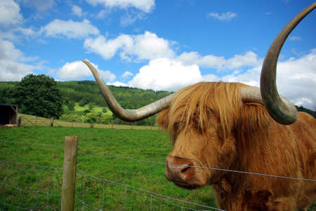 Portrait of a typical scottish bull in a meadow.