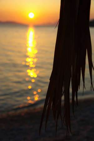 Silhouette of a palm tree on a beach at sunset.の写真素材
