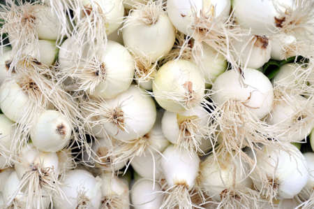 Detail view of some fresh spring onion.の写真素材