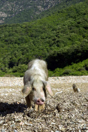 Vertical image of a female wild pig.の写真素材