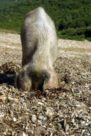 Vertical image of a female pig looking for food.の写真素材