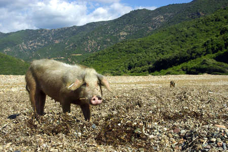 Portrait of a white female wild pig in Corsica.