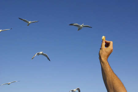 Image of a man feeding seagullsの写真素材