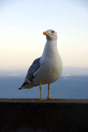Nice vertical portrait of a wild seagullの写真素材