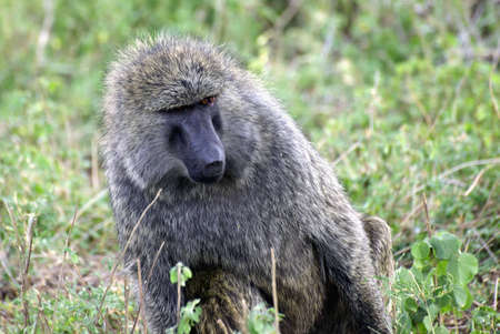 Adult baboon portrait in savannaの写真素材