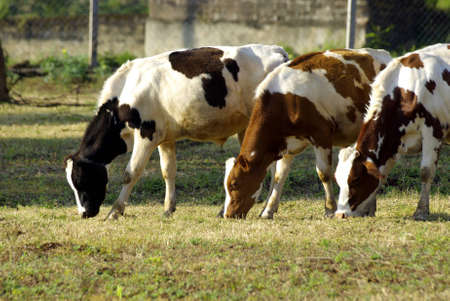 Image of cows grazing in grasslandの写真素材