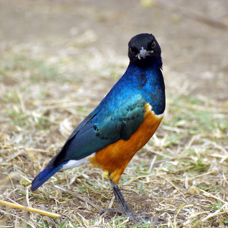 Portrait image of a superb starling birdの写真素材